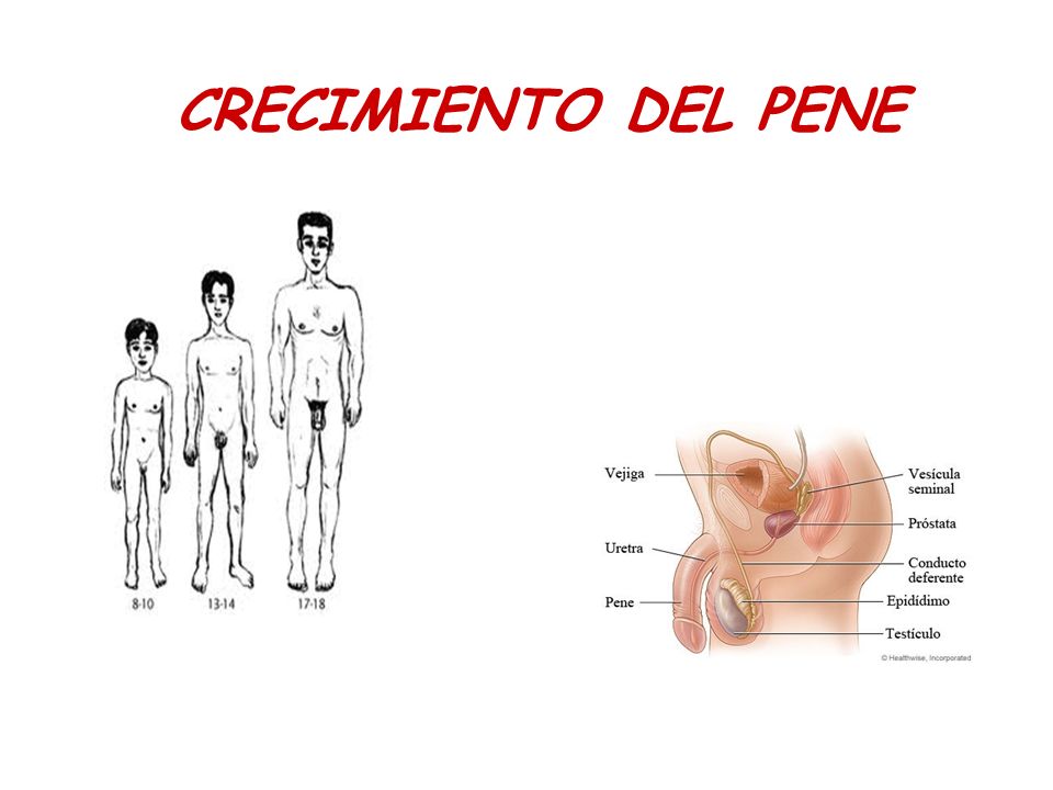 El aumento del pene elena malysheva